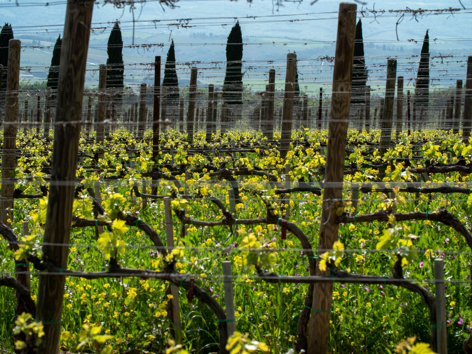 Poggio Antico