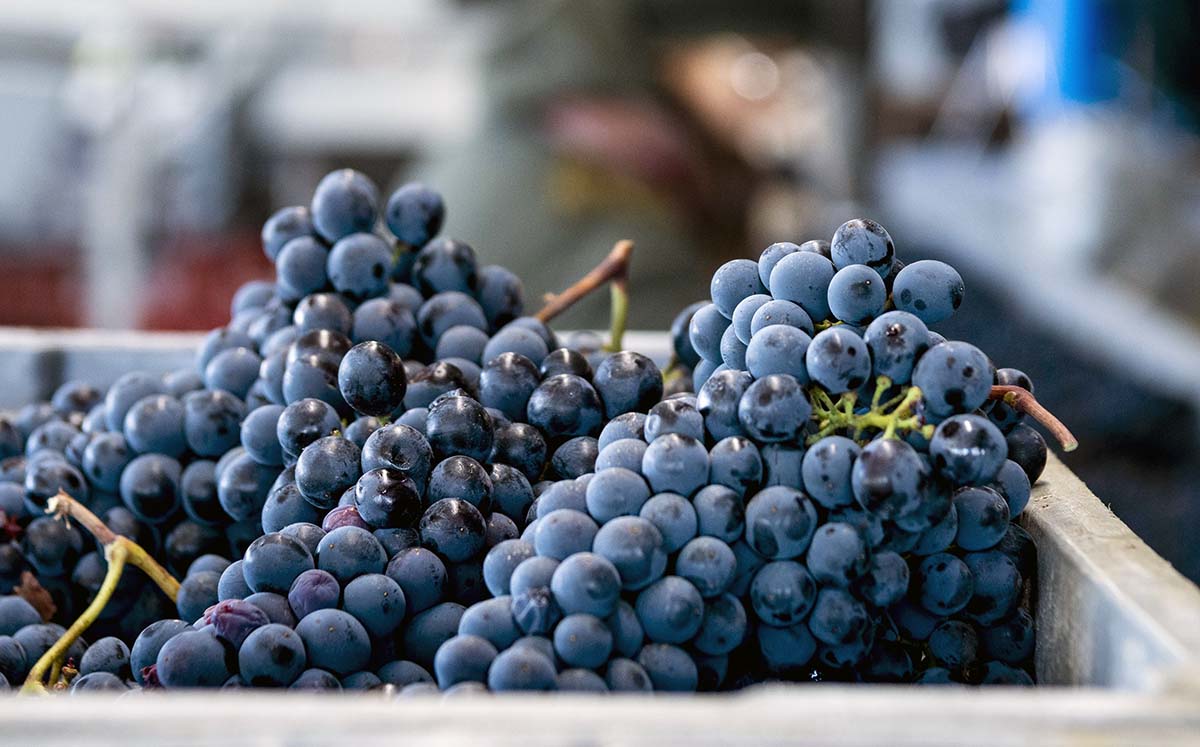 Poggio Antico